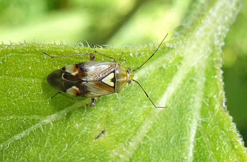 Miridae: Lygus cfr. pratensis